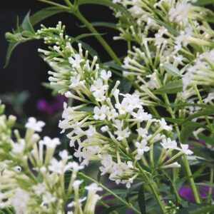 Buddleja Snow White