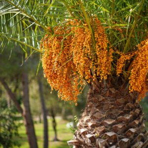 Butia capitata / Jelly Palm