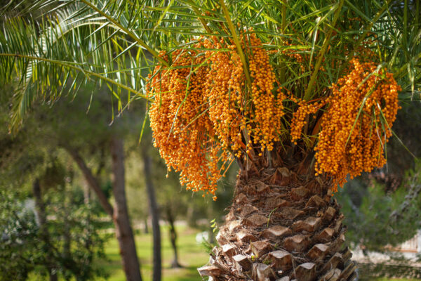 Butia capitata / Jelly Palm