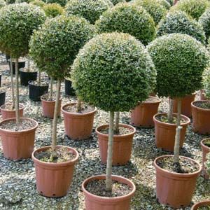 Buxus sempervirens  1/4 Standard