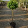 Buxus ‘Faulkner’ - 1/4 Standards - 30L 50cm stem, 40-50cm head