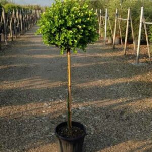 Buxus ‘Faulkner’ - 1/4 Standards
