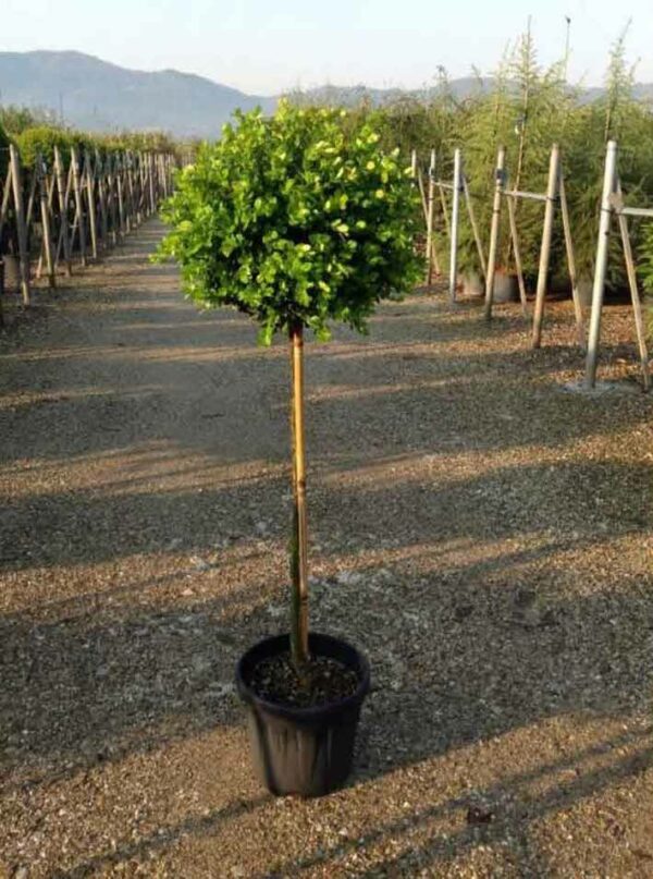 Buxus ‘Faulkner’ - 1/4 Standards