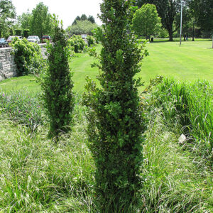 Buxus 'Graham Blandy'