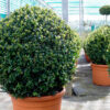 Buxus microphylla 'Faulkner' Balls - 55L 80-100cm