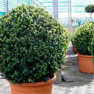 Buxus microphylla 'Faulkner' Balls