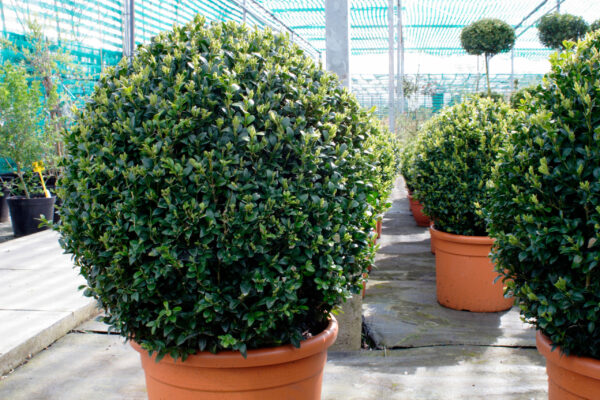 Buxus microphylla 'Faulkner' Balls