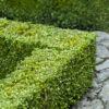 Buxus sempervirens / Box Hedging - 25-30cm Bare-Root