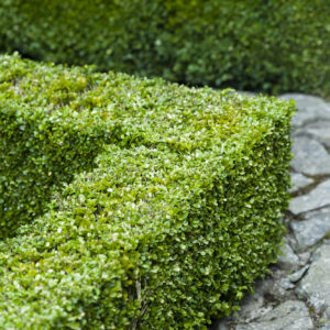 Buxus sempervirens / Box Hedging