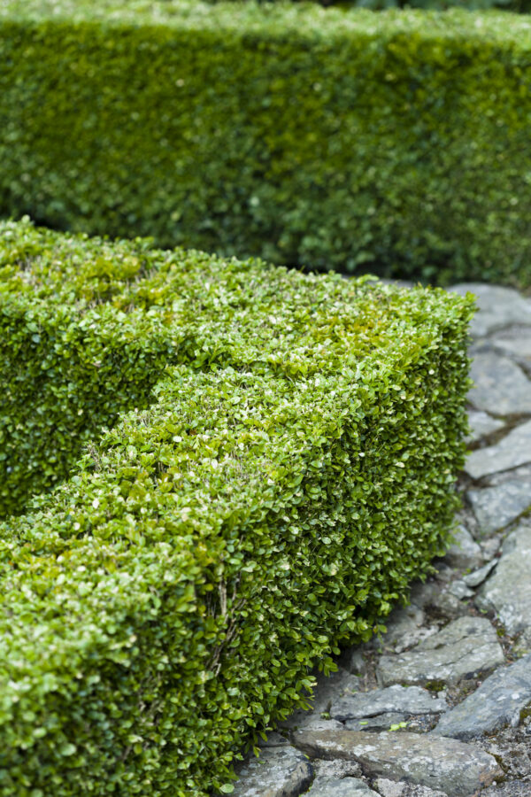 Buxus sempervirens / Box Hedging