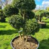 Buxus semp. Rotundifolia form - 210L 125-150cm