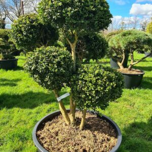 Buxus semp. Rotundifolia form