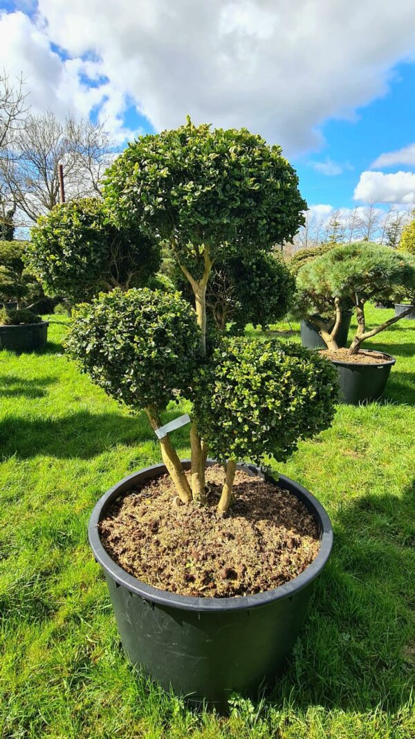 Buxus semp. Rotundifolia form