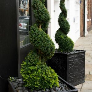 Buxus sempervirens Spirals