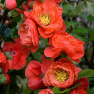 Chaenomeles speciose Mango Storm