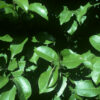 Prunus lusitanica Standard Espalier - 8-10cm girth, 1.8m stem, frame 1.2m W x 1m H