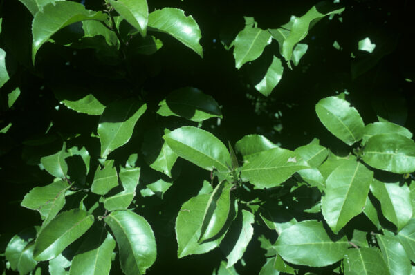 Prunus lusitanica Half Standard Espalier