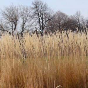 Calamagrostis Karl Foerster