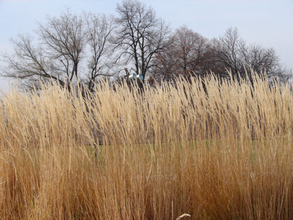 Calamagrostis Karl Foerster