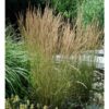 Calamagrostis Overdam - 2L