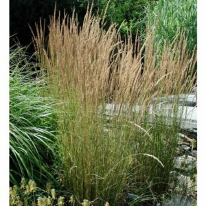Calamagrostis Overdam