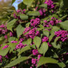 Callicarpa bodinieri  ‘Profusion’ - 5L pot