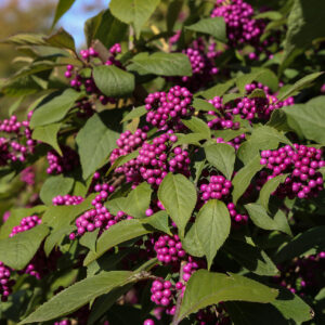 Callicarpa bodinieri  ‘Profusion’