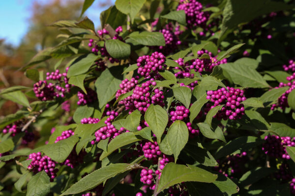 Callicarpa bodinieri  ‘Profusion’