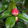 Camellia japonica 'Mrs Charles Cobb' - 70L 100-125cm