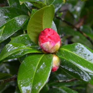 Camellia japonica 'Mrs Charles Cobb'