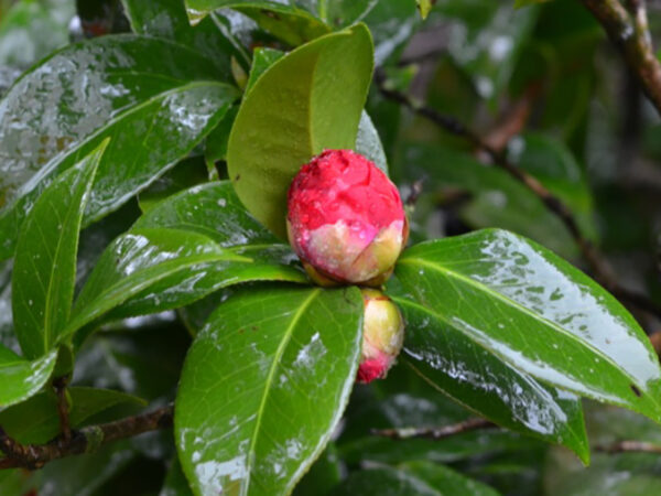 Camellia japonica 'Mrs Charles Cobb'