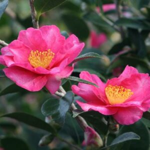 Camellia sasanqua Kanjiro Cones