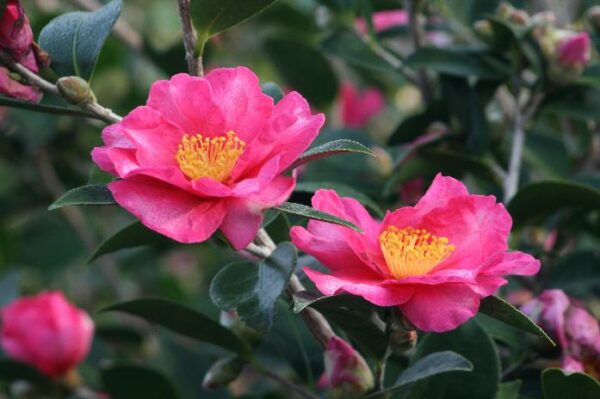 Camellia sasanqua Kanjiro Cones