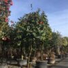 Camellia japonica Parachute Form - 130L 125-150cm