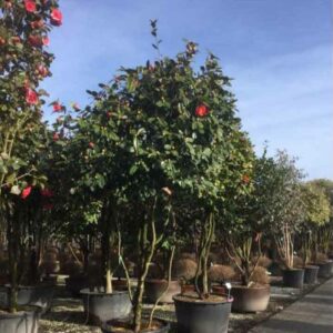 Camellia japonica Parachute Form