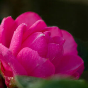 Camellia japonica 'Rosedale's Beauty'