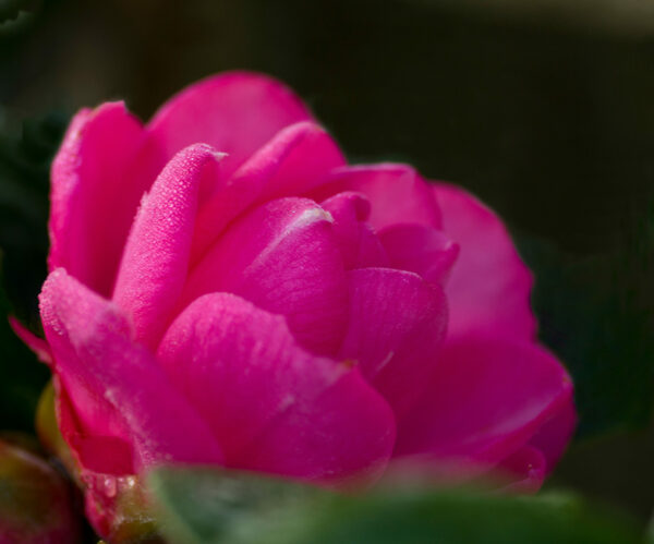 Camellia japonica 'Rosedale's Beauty'