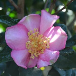 Camellia sasanqua