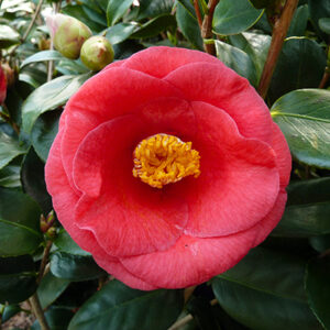 Camellia japonica Rosso Standard Tree