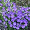 Campanula carpatica Blue Clips - 2L
