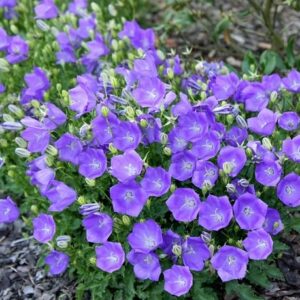 Campanula carpatica Blue Clips