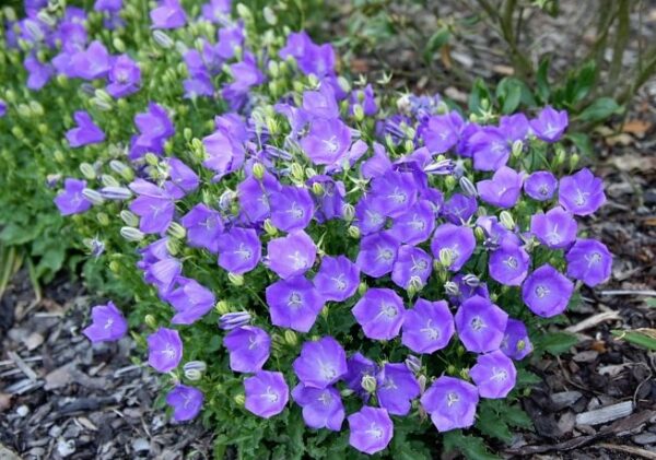 Campanula carpatica Blue Clips