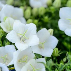 Campanula White Clips
