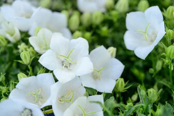 Campanula White Clips