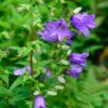 Campanula persicifolia 'Bells Blue' - 2L