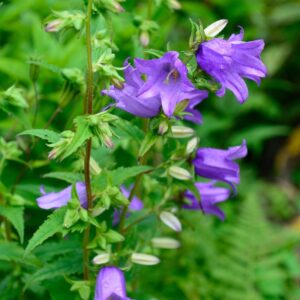 Campanula persicifolia 'Bells Blue'