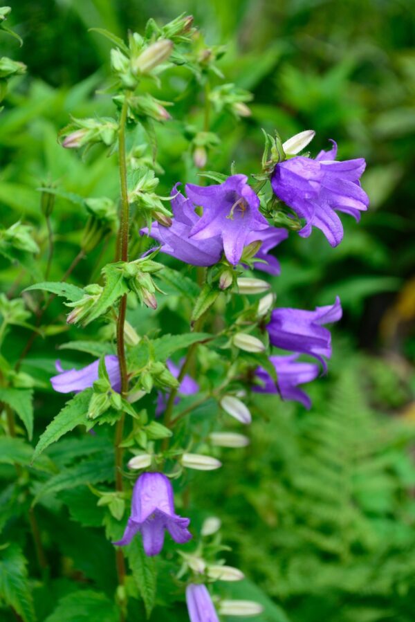 Campanula persicifolia 'Bells Blue'