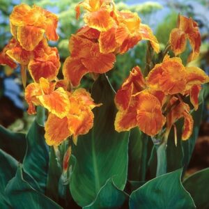 Canna indica Carnival