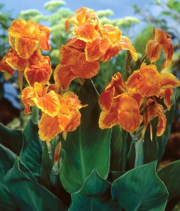 Canna indica Carnival