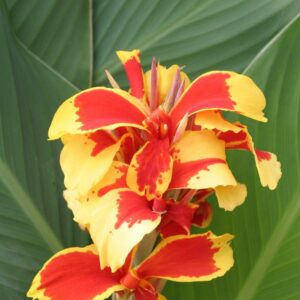 Canna Queen Charlotte